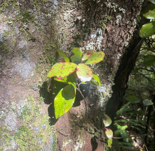 Discovering the Magic of Horopito