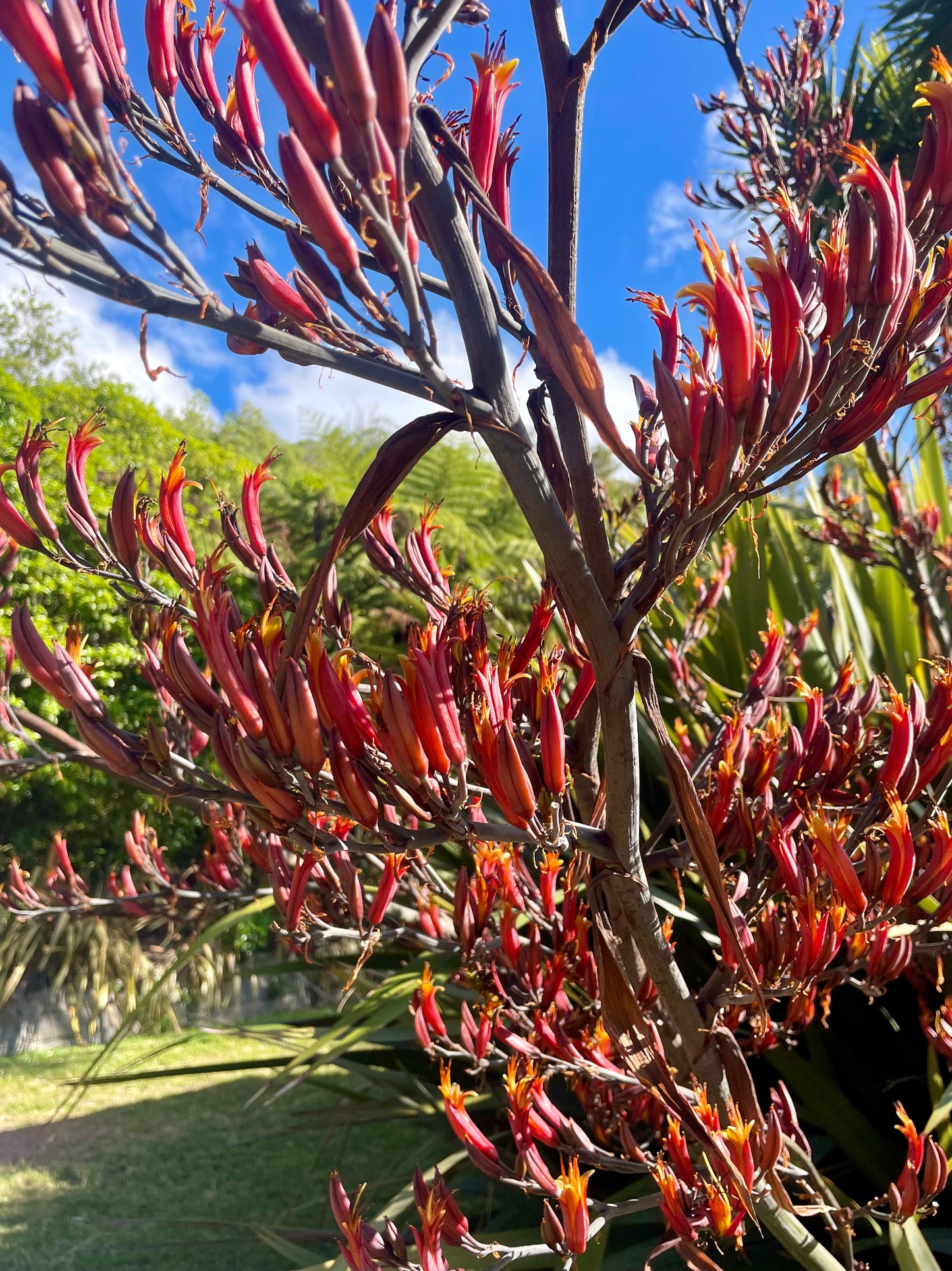 Past Box - Harakeke Box