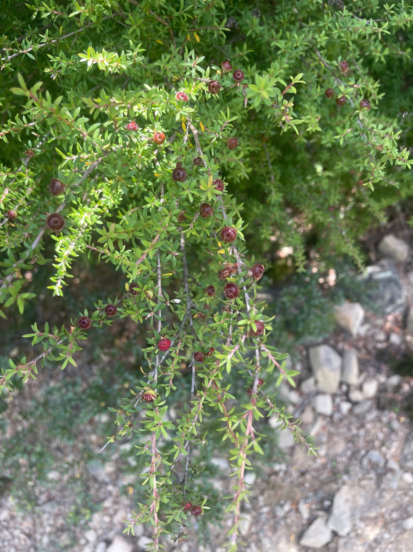 Current Box - Mānuka Box