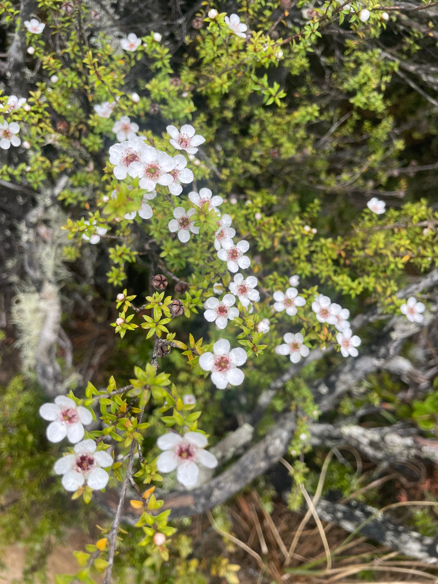 Current Box - Mānuka Box