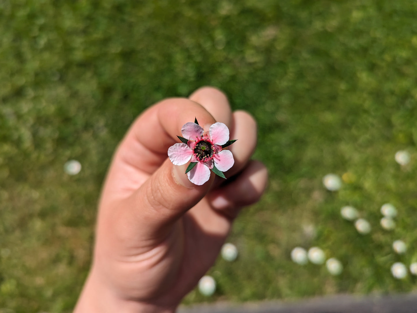 Current Box - Mānuka Box